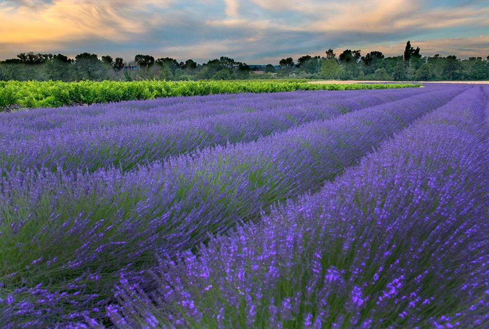France-Provence-Salt-Lavender field at sunrise art print by Steve Mohlenkamp for $57.95 CAD